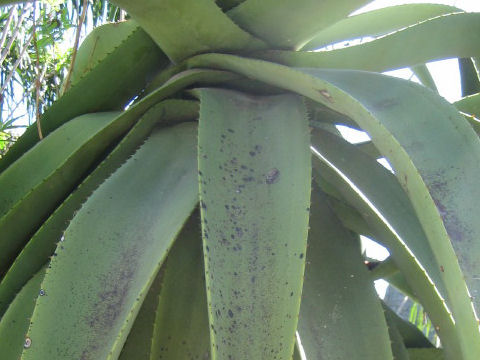 Aloe africana