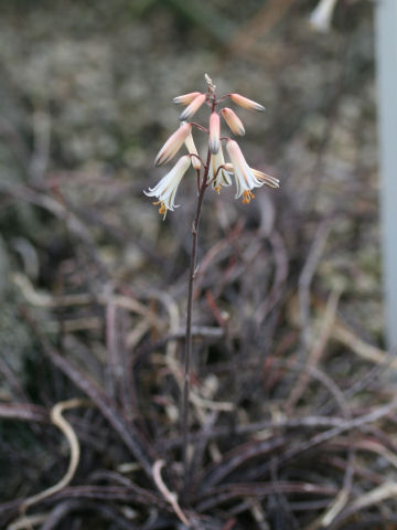 Aloe albiflora