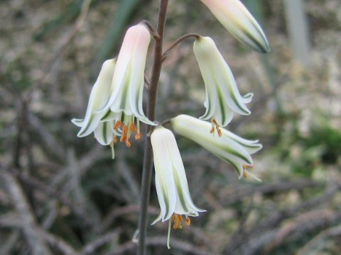 Aloe albiflora