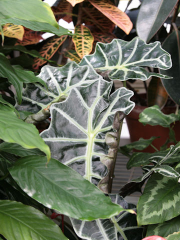 Alocasia x amazonica