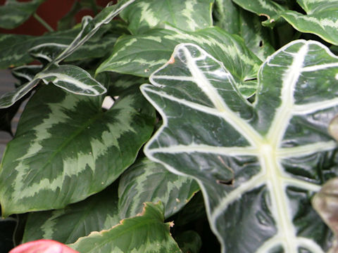 Alocasia x amazonica