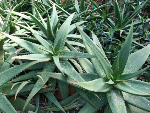 Aloe andringitrensis