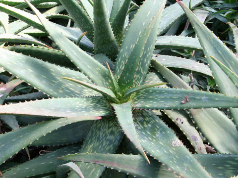 Aloe andringitrensis