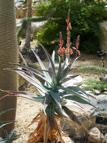 Aloe antandroi