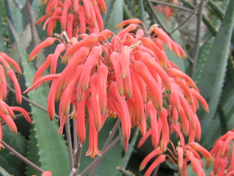 Aloe asperifolia