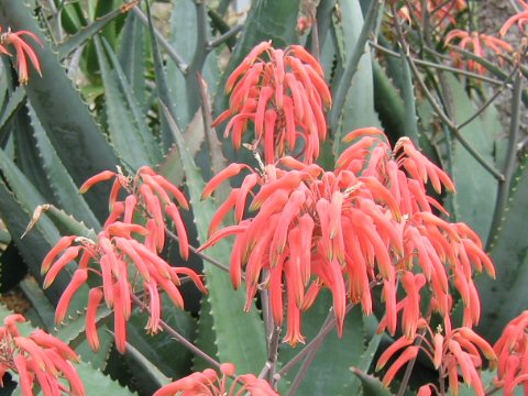 Aloe asperifolia