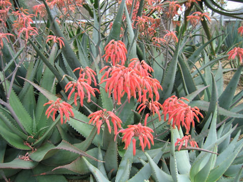 Aloe asperifolia