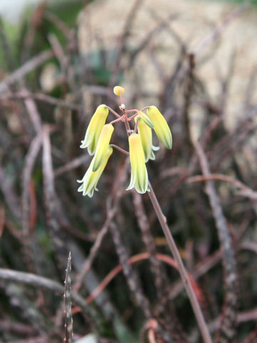 Aloe bakeri