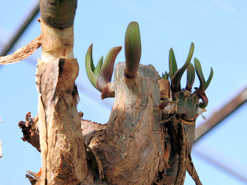 Aloe barberae