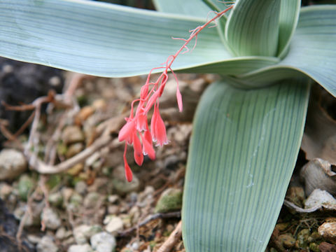 Aloe bellatula