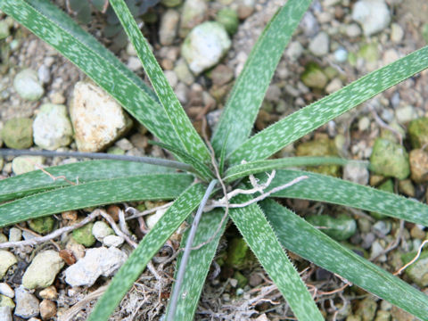Aloe bellatula