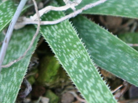 Aloe bellatula
