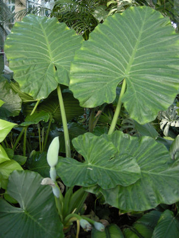 Alocasia calidora