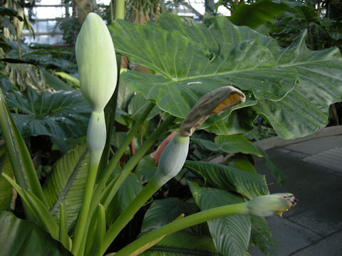 Alocasia calidora