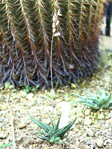 Aloe calcairophila