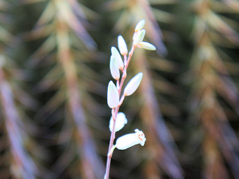 Aloe calcairophila