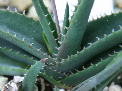 Aloe calcairophila