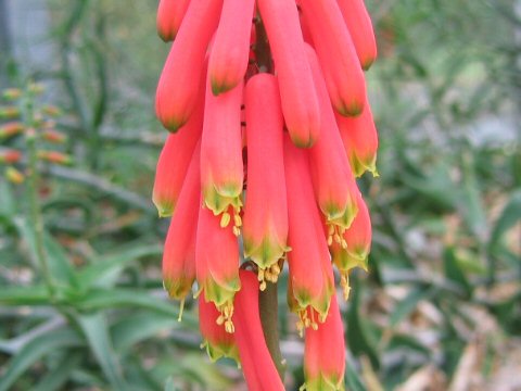 Aloe ciliaris