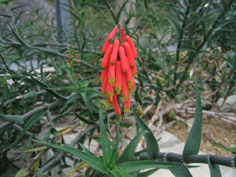 Aloe ciliaris