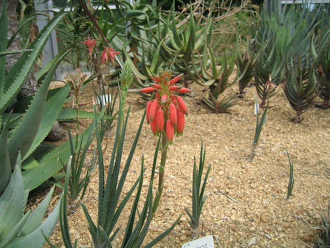 Aloe verecunda