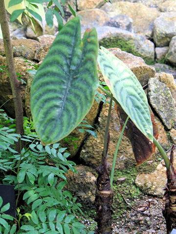 Alocasia cuprea