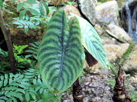 Alocasia cuprea