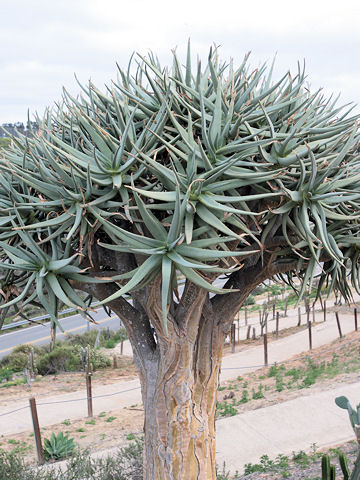 Aloe dichotoma