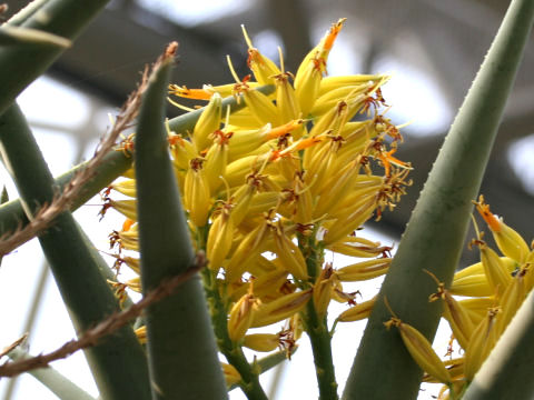 Aloe dichotoma