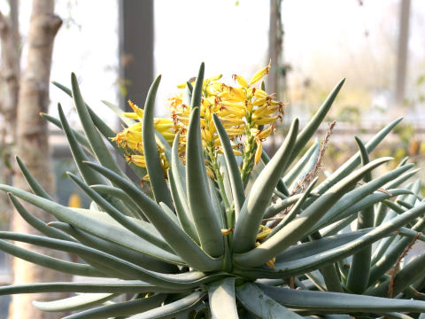 Aloe dichotoma