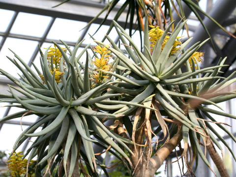 Aloe dichotoma