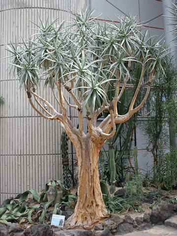 Aloe dichotoma