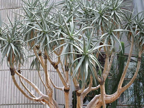 Aloe dichotoma