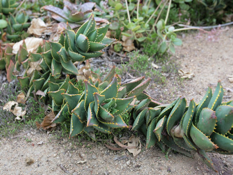 Aloe distans