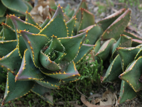 Aloe distans