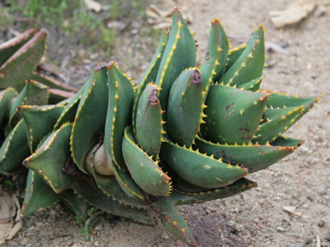 Aloe distans