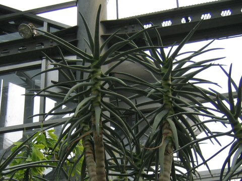 Aloe dichotoma x ramosissima