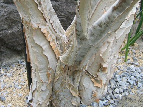 Aloe dichotoma x ramosissima