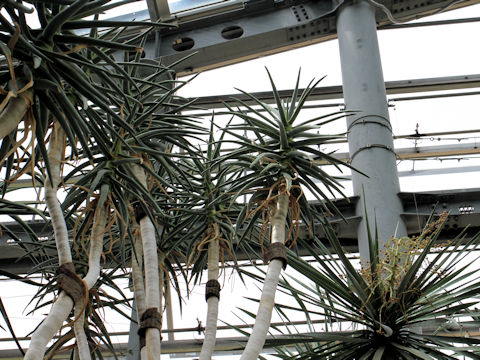 Aloe dichotoma x ramosissima