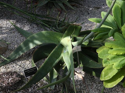 Aloe fosteri