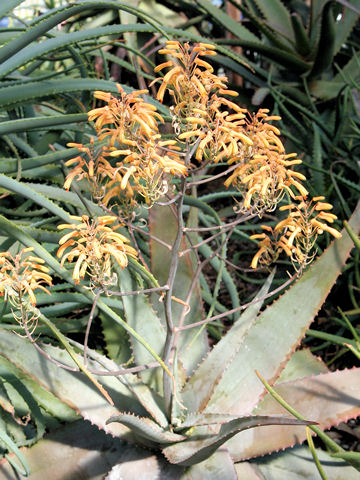 Aloe glauca