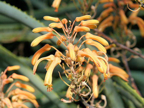 Aloe glauca