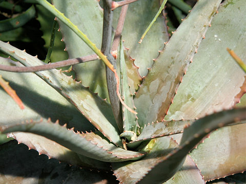 Aloe glauca