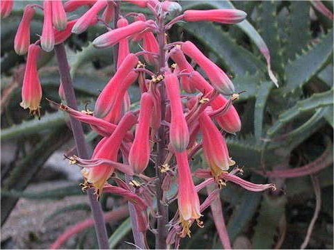 Aloe grandidentata