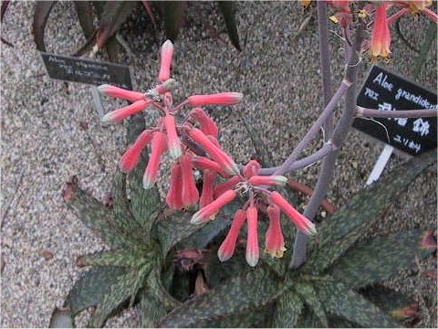 Aloe grandidentata