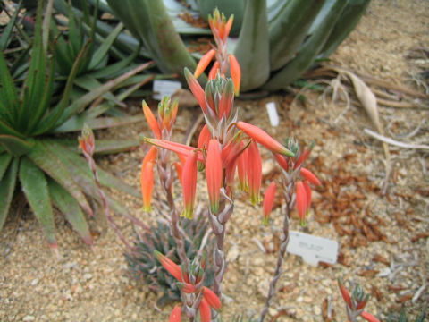 Aloe humilis