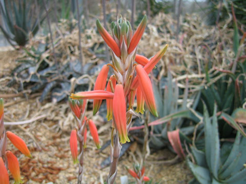 Aloe humilis