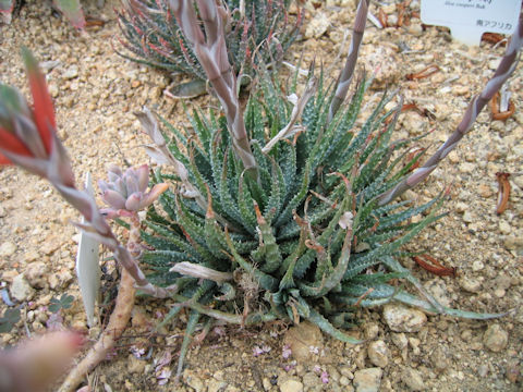 Aloe humilis