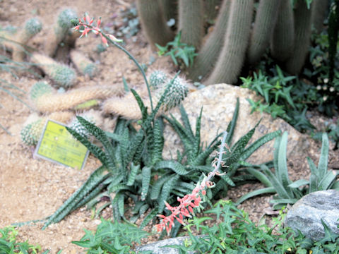 Aloe humilis