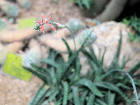 Aloe humilis