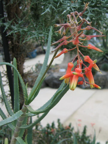 Aloe isaloensis